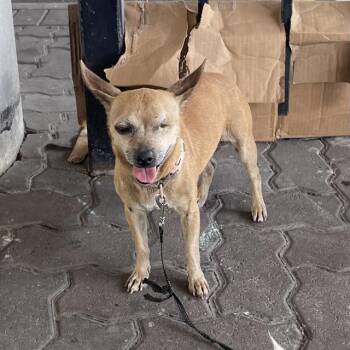 LITA -  Chihuahua Dog for Adoption in San Antonio, Texas - LITA | PetCurious