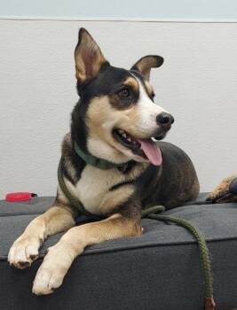 Husky Dogs Available for Adoption in Sumter, South Carolina - Buddy From Dillard | PetCurious