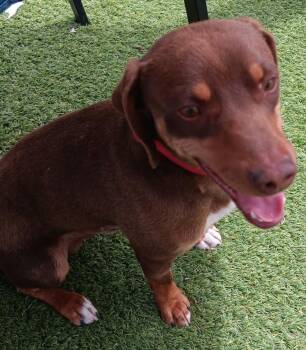 Slinky -  Miniature Pinscher Dog for Adoption in Fort Lupton, Colorado - Slinky | PetCurious