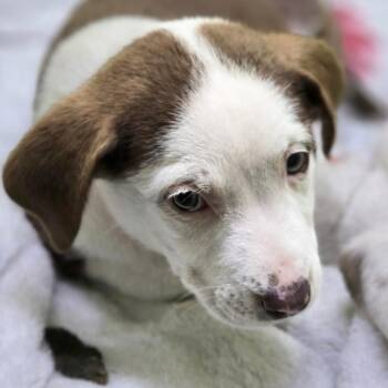 Pit Bull Terrier Dogs Available for Adoption in San Jacinto, California - Mabel | PetCurious