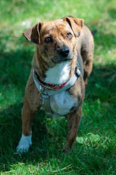 Mixed Breed Dogs Available for Adoption in Savage, Minnesota - Patty - Foster To Adopt | PetCurious