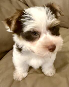 Purebred Yorkie Pup BIRO ONE boy -  Yorkshire Terrier Dog for Adoption in Boca Raton, Florida - Purebred Yorkie Pup BIRO ONE Boy | PetCurious