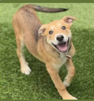 Nash CA -  Shepherd Dog for Adoption in Hillside, Illinois - Nash CA | PetCurious