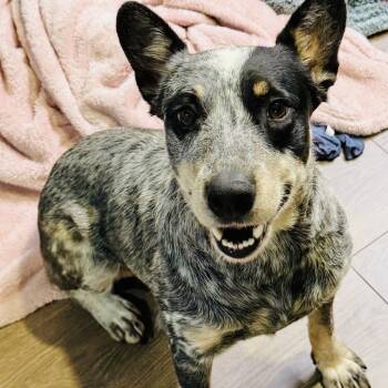 Rescue Australian Cattle Dog Blue Heeler Dogs for Adoption - Misty | PetCurious