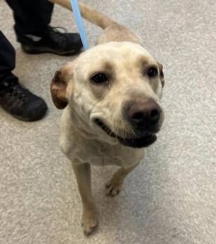 Cochrane / Ladybird -  Labrador Retriever Dog for Adoption in Broomfield, Colorado - Cochrane / Ladybird | PetCurious