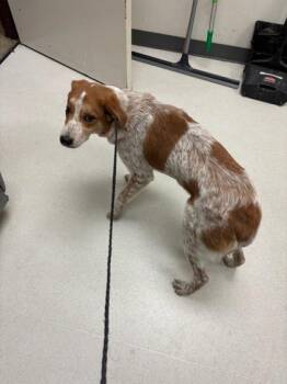Bonita -  Cattle Dog and Mixed Breed Dog for Adoption in Irving, Texas - Bonita | PetCurious