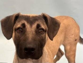 Sheldon -  Anatolian Shepherd and Mixed Breed Dog for Adoption in Minneapolis, Minnesota - Sheldon | PetCurious