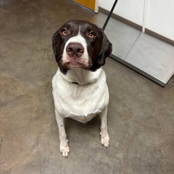 Shadow -  Pointer and Great Pyrenees Dog for Adoption in Ottawa, Kansas - Shadow | PetCurious