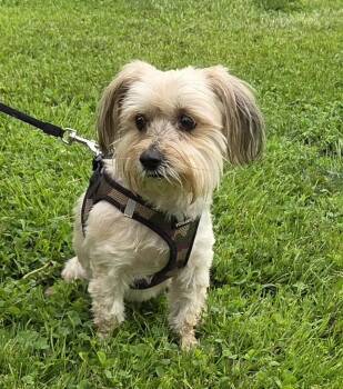 Yorkshire Terrier and Maltese Dogs Available for Adoption in Woodsfield, Ohio - JAXXON | PetCurious