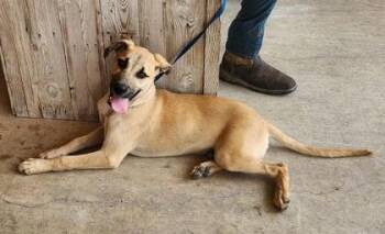 Marmaduke -  Great Dane and Mixed Breed Dog for Adoption in Morristown, New Jersey - Marmaduke | PetCurious