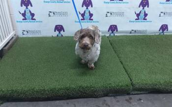 Dandie Dinmont Terrier Dogs Available for Adoption - BIG MONEY | PetCurious