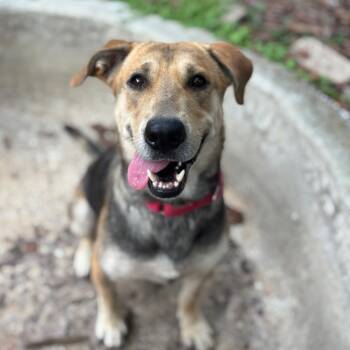 Rescue Mixed Breed and Shepherd Dogs for Adoption in Titusville, Florida - Kimchi | PetCurious
