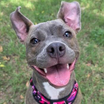 Rescue American Staffordshire Terrier and Staffordshire Bull Terrier Dogs for Adoption in Bryan, Texas - Bitsy | PetCurious