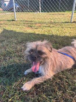 Champ -  Brussels Griffon Dog for Adoption in Blountville, Tennessee - Champ | PetCurious