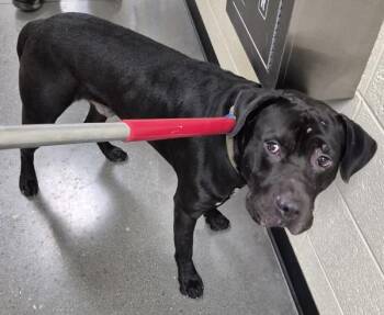 Pen 104c Tumble -  Pit Bull Terrier Dog for Adoption in Lawrenceville, Georgia - Pen 104c Tumble | PetCurious