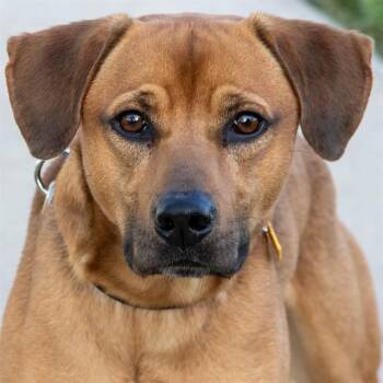 Black Mouth Cur and Mixed Breed Dogs Available for Adoption in St. Louis, Missouri - BOBBY | PetCurious