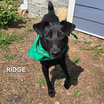 Ridge -  Feist and Mixed Breed Dog for Adoption in Madisonville, Tennessee - Ridge | PetCurious
