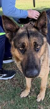 German Shepherd Dog Dogs Available for Adoption in Irvine, California - Finn | PetCurious