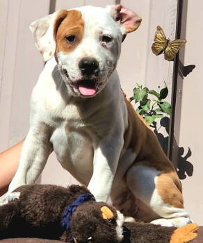 Rescue Pit Bull Terrier and American Staffordshire Terrier Dogs for Adoption in San Diego, California - Olly | PetCurious