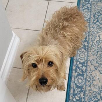 Maltese Dogs Available for Adoption in Houston, Texas - Rosalie | PetCurious