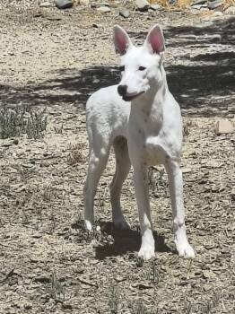 Cassie -  Bull Terrier and Mixed Breed Dog for Adoption in Grand Junction, Colorado - Cassie | PetCurious