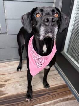 Roma -  Hound and Labrador Retriever Dog for Adoption in Powell, Ohio - Roma | PetCurious