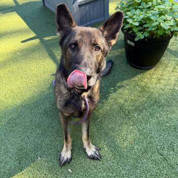 Animal Cop Houston -  German Shepherd Dog Dog for Adoption in Greensboro, North Carolina - Animal Cop Houston | PetCurious
