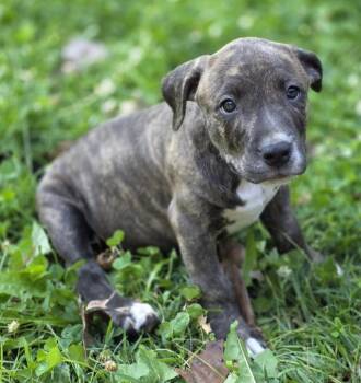 Brownie -  Chesapeake Bay Retriever and Boxer Dog for Adoption in Lincoln, Nebraska - Brownie | PetCurious