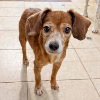 Itchy Tyke Belmont -  Chihuahua and Beagle Dog for Adoption in London, Ohio - Itchy Tyke Belmont | PetCurious