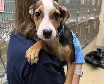 ACACIA -  Treeing Walker Coonhound and Mixed Breed Dog for Adoption in St. Louis, Missouri - ACACIA | PetCurious