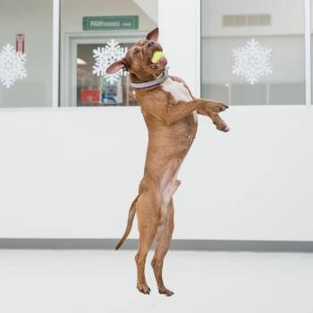 Mixed Breed Dogs Available for Adoption - Will | PetCurious