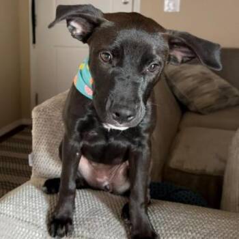 Rose -  Pit Bull Terrier and Mixed Breed Dog for Adoption in Fort Collins, Colorado - Rose | PetCurious