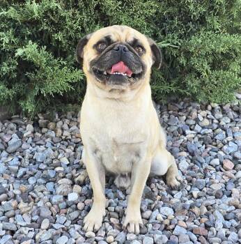 Ridiculously CUTE Runyon - Perfect House Pug -  Pug Dog for Adoption in North Valley, New Mexico - Ridiculously CUTE Runyon - Perfect House Pug | PetCurious