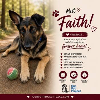 Faith -  German Shepherd Dog Dog for Adoption in Humble, Texas - Faith | PetCurious