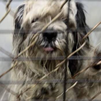 Reggie -  Shih Tzu Dog for Adoption in Summerville, South Carolina - Reggie | PetCurious