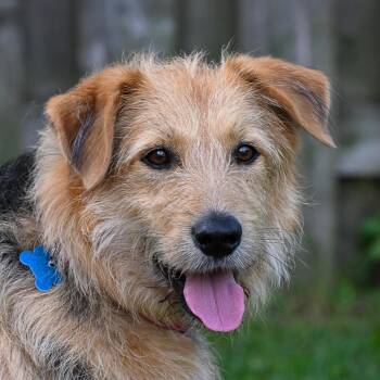 Banjo -  Airedale Terrier and Labrador Retriever Dog for Adoption in Arlington Heights, Illinois - Banjo | PetCurious