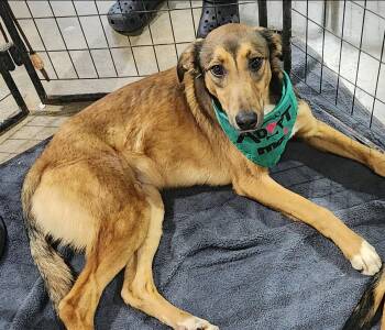 Georgie -  Greyhound and Smooth Collie Dog for Adoption in Wheelersburg, Ohio - Georgie | PetCurious