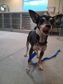 Radar -  Chihuahua Dog for Adoption in Phoenix, Arizona - Radar | PetCurious