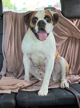 Rescue Boxer and American Bulldog Dogs for Adoption in New Hope, Pennsylvania - Melba | PetCurious