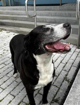 Retriever and Mixed Breed Dogs Available for Adoption in New Orleans, Louisiana - Maddy | PetCurious