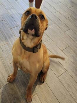 Boxer and Pit Bull Terrier Dogs Available for Adoption in St. Louis, Missouri - VITO | PetCurious