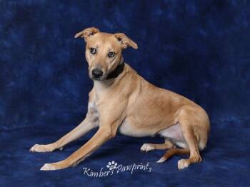 Catahoula Leopard Dog and Labrador Retriever Dogs Available for Adoption in Omaha, Nebraska - GOLDIE | PetCurious