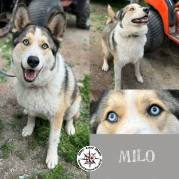 Rescue Husky Dogs for Adoption in Princeton, British Columbia - Milo | PetCurious