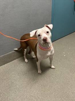 SAKURA -  Pit Bull Terrier Dog for Adoption in Las Vegas, Nevada - SAKURA | PetCurious