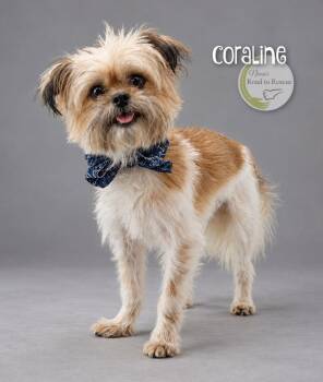 Coraline -  Shih Tzu and Yorkshire Terrier Dog for Adoption in Benton, Louisiana - Coraline | PetCurious