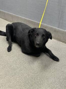 REMI -  Labrador Retriever Dog for Adoption in Las Vegas, Nevada - REMI | PetCurious