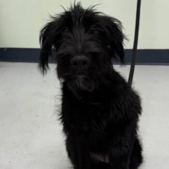 Indigo Mac -  Mixed Breed Dog for Adoption in Savannah, Georgia - Indigo Mac | PetCurious
