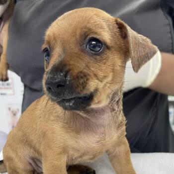 Asteroid -  Chihuahua Dog for Adoption in Hawthorne, California - Asteroid | PetCurious