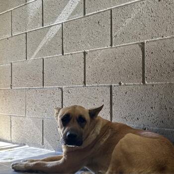 Winnie -  Shepherd Dog for Adoption in Yuma, Arizona - Winnie | PetCurious