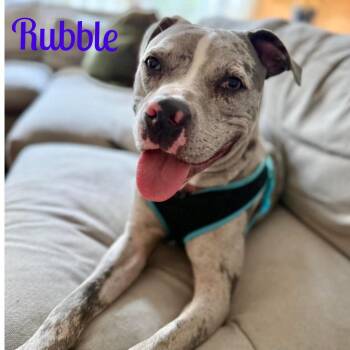 Catahoula Leopard Dog and Pit Bull Terrier Dogs Available for Adoption - RUBBLE | PetCurious